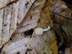 Coprinellus xanthothrix