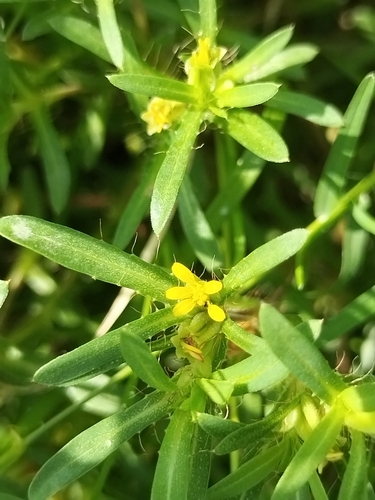 Image of Pectis prostrata by no rights reserved