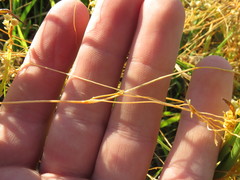 Cuscuta indecora