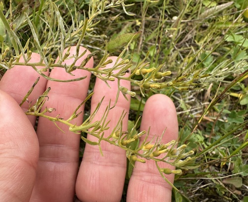 ľanolistník alpínsky (Thesium alpinum)