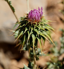 Cousinia hermonis