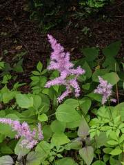 Astilbe