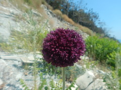 Allium atroviolaceum