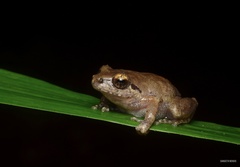 Polonnaruwa Shrub Frog photo 1