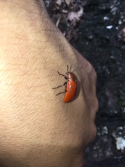 Strongylium hoepfneri