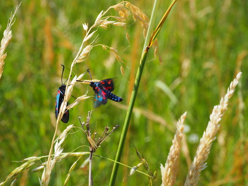 Six-spot burnet