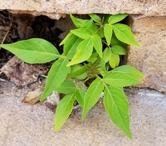Ailanthus altissima