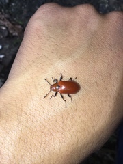 Strongylium hoepfneri