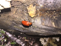 Strongylium hoepfneri