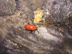 Strongylium hoepfneri