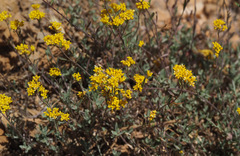 Odontarrhena muralis