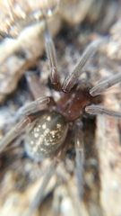 Phyxelididae