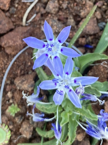 Lapeirousia plicata