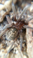 Phyxelididae