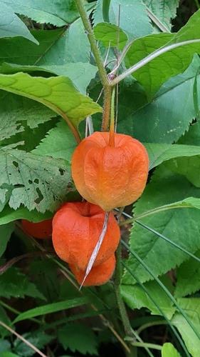 Alkekengi officinarum