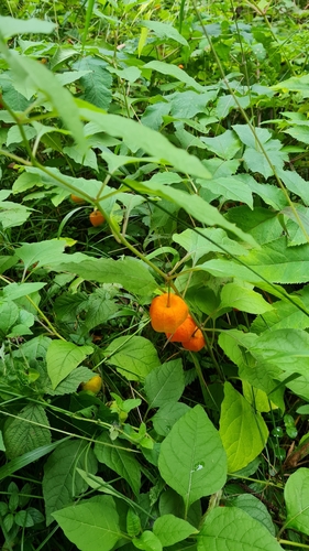 Alkekengi officinarum