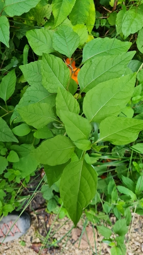 Alkekengi officinarum