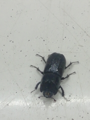 Sinodendron cylindricum