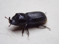 Sinodendron cylindricum