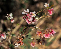 Atraphaxis billardierei