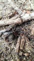 Phyxelididae