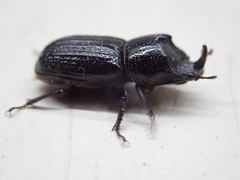 Sinodendron cylindricum