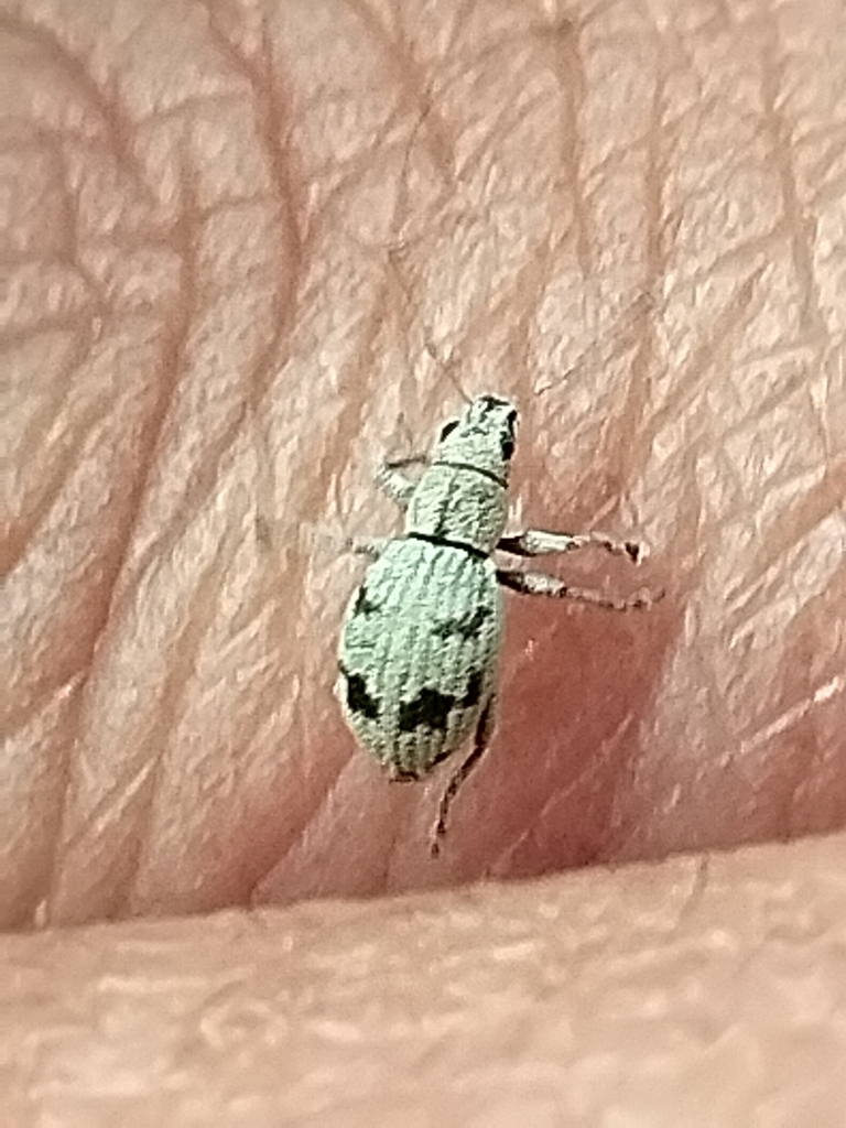 Mitostylus fragilis