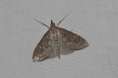 Saucrobotys futilalis