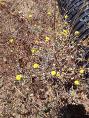 Lessingia germanorum