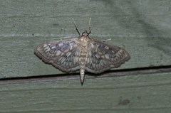 Herpetogramma thestealis