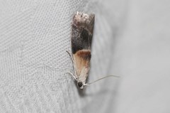 Acrobasis demotella