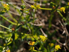 Euphorbia erinacea