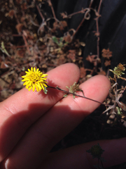 Lessingia germanorum
