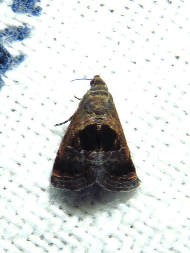 Rectangular Tripudia Moth photo 5