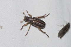 Dichelonyx subvittata