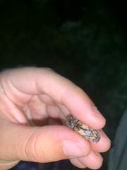 Pherhimius fascicularis