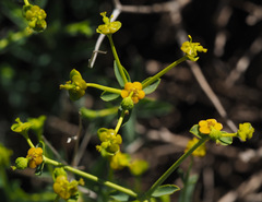 Euphorbia erinacea