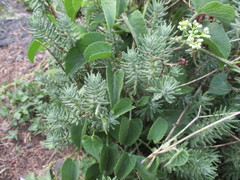Sedum griseum