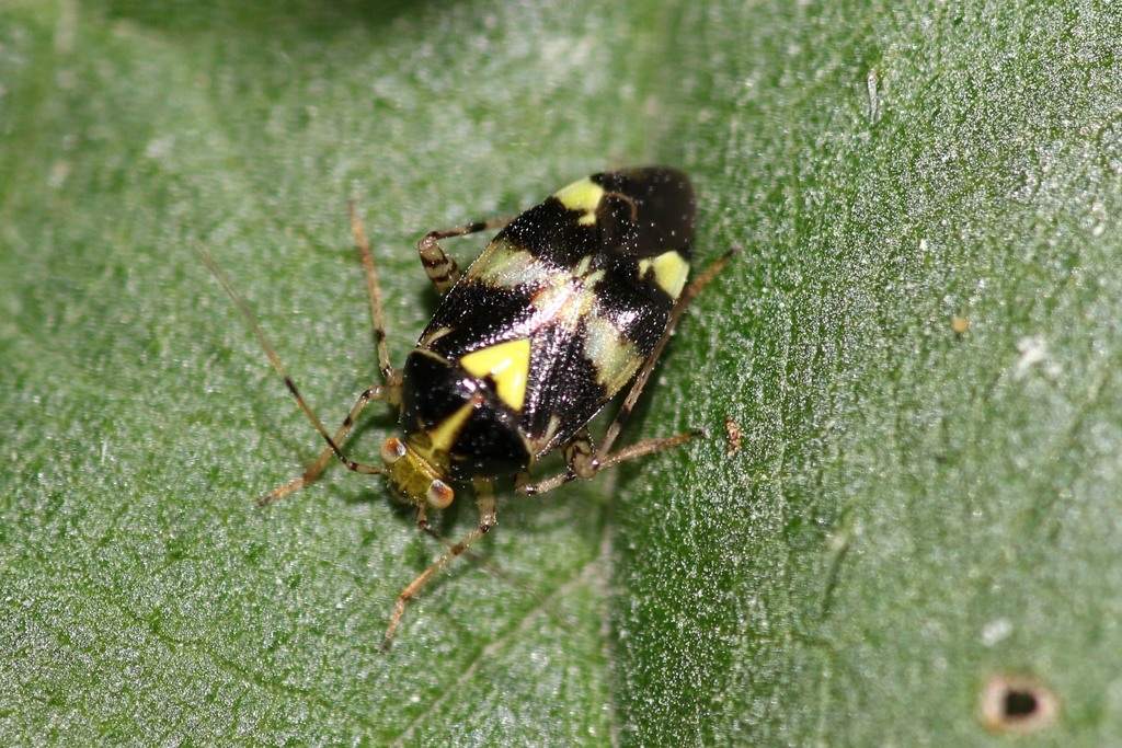 Gepunktete Nesselwanze (001 Oligolektische Arthropoden und Parasiten an