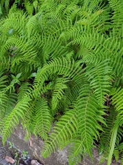 Amauropelta beddomei