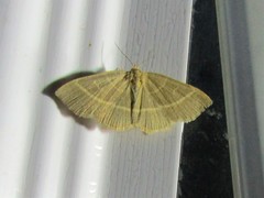 Trisateles emortualis