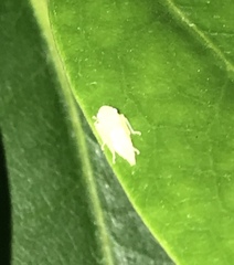 Graphocephala fennahi