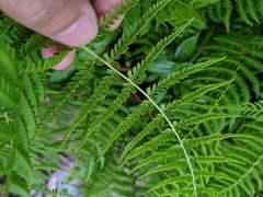 Amauropelta beddomei