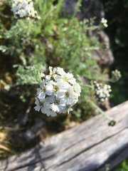 Achillea clavennae