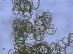 Dolichospermum