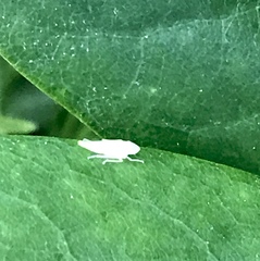 Graphocephala fennahi