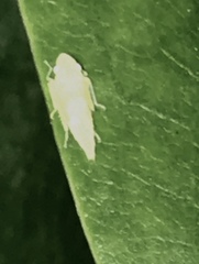 Graphocephala fennahi