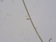 Planktothrix