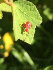 Dysdercus suturellus