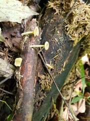 Gerronema subclavatum